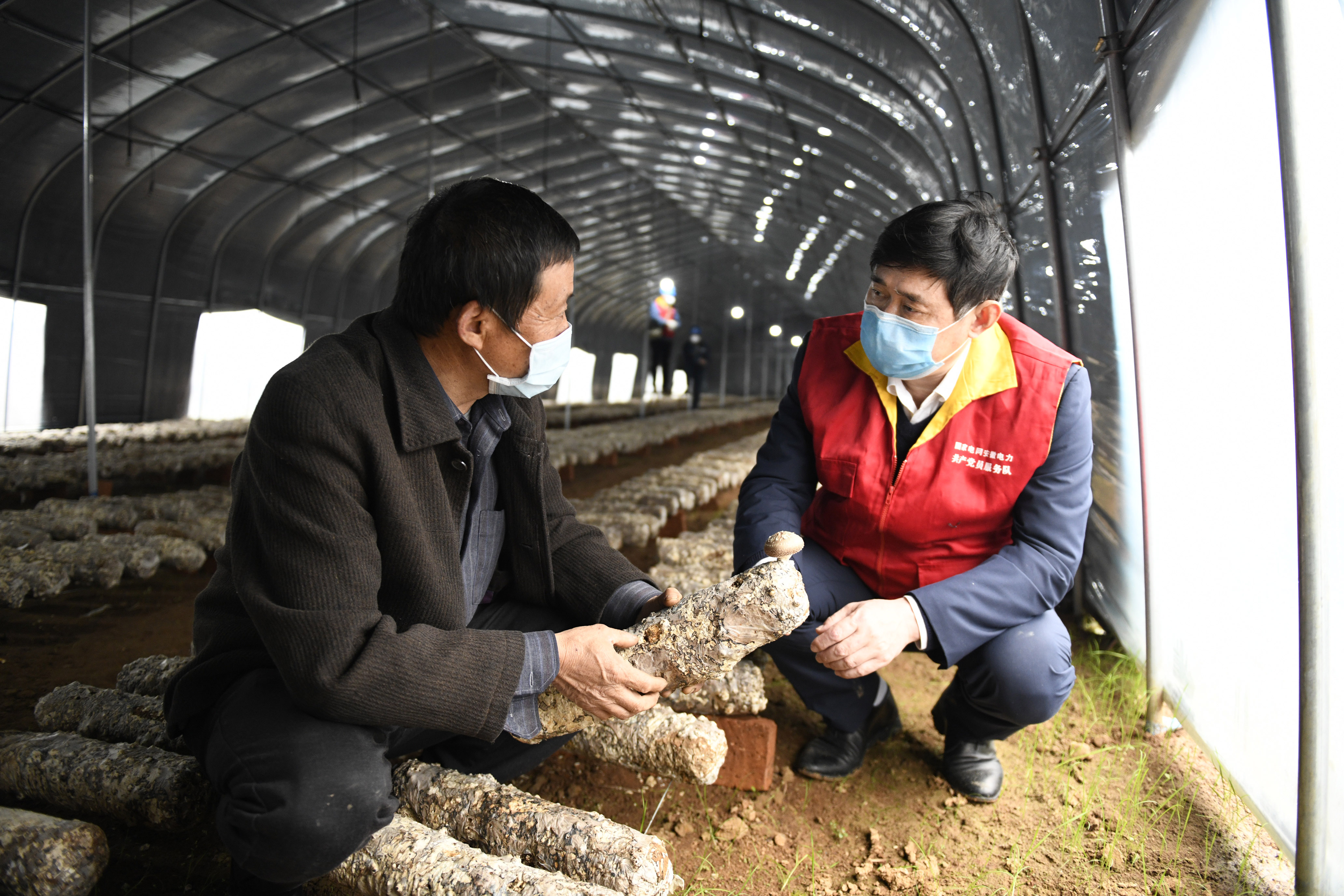 3月12日，在安徽省銅陵市郊區(qū)陳瑤湖鎮(zhèn)蝦溪村蘑菇種植扶貧大棚,，駐村扶貧工作隊(duì)隊(duì)長楊曙光正在了解蘑菇長勢,。 (4).JPG